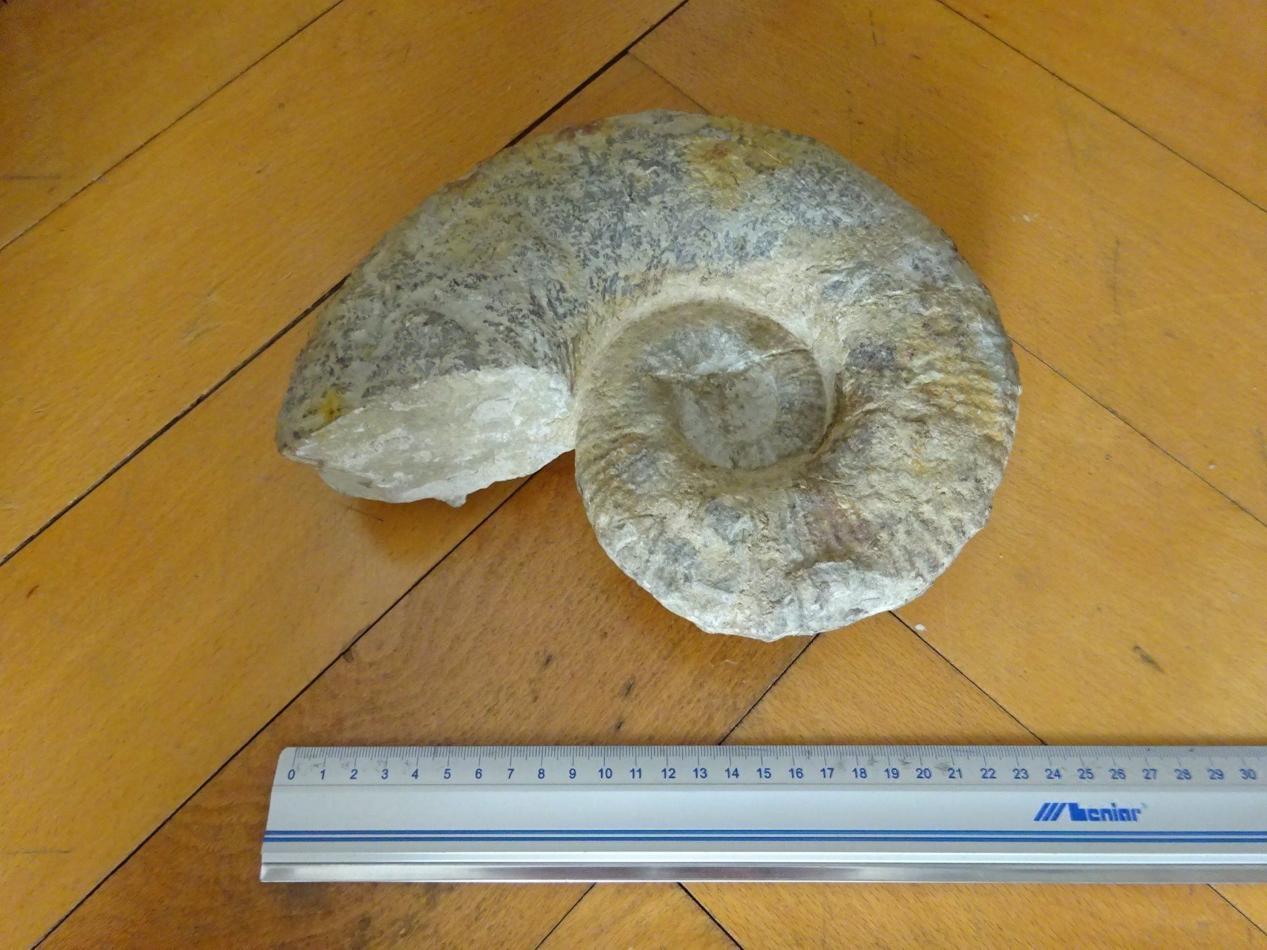 Fossilien: Grosser Ammonit / 3500 Gramm – Gebraucht aus Esslingen von eintagammeer 9