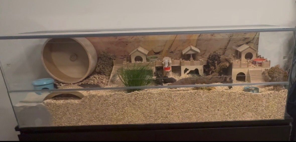 Gabbie, trasporto & Sicurezza: Hamster Einrichtung – Usato da Büron venduto da Manu864 1