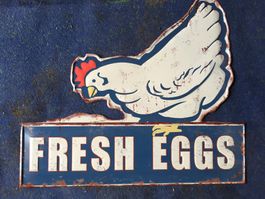 fresh eggs frische eier hofladen bauernhof