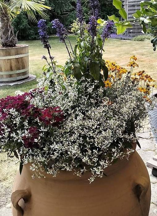 Vasi per fiori: Amphore, Blumenvase – Usato da Kirchberg BE venduto da Mirador8 1