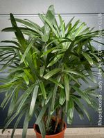 Rhapis Excelsa - Lady Palm - top robuste Zimmerpalme