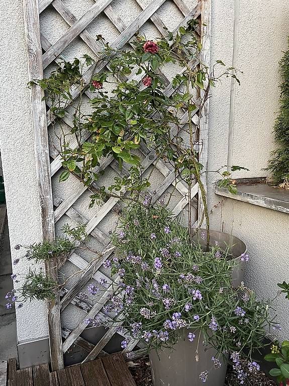 Vasi per fiori: Grosser Topf mit Rose und Lavendel – Usato da Zürich venduto da vieirasouto