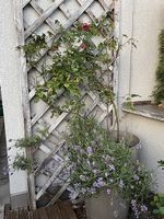 Grosser Topf mit Rose und Lavendel
