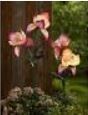 Tutte le decorazioni: Solar LED Gartenstecker Blume (72 cm) – Nuovo e nell'imballaggio originale da Langenbruck venduto da Gumsi 1