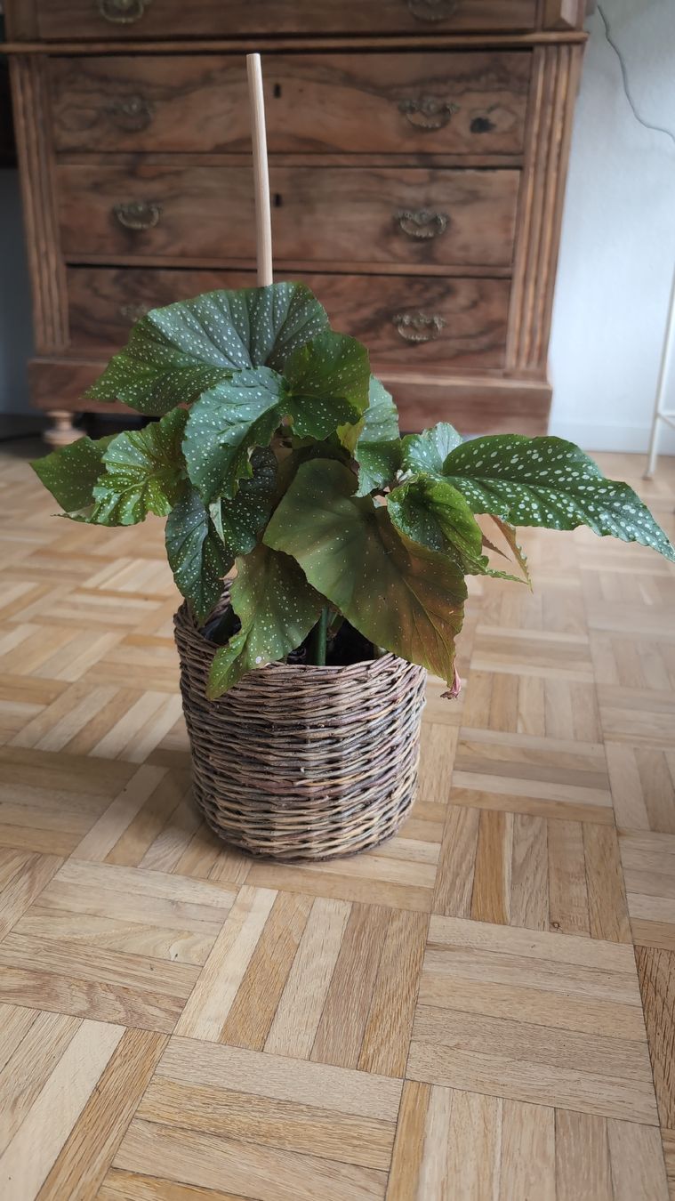Pflanzen & Samen: Angel Wing Begonia – Gebraucht aus Wallisellen von ali_x62p