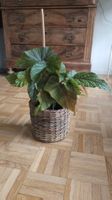 Angel Wing Begonia