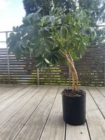 Grosse, gesunde Umbrella-Pflanze, ca. 90 cm, mit Topf