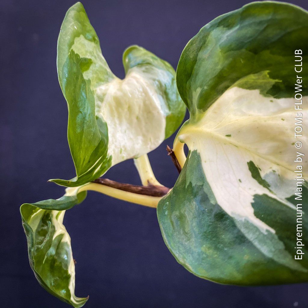 Piante & sementi: Epipremnum Manjula - sie wird Dich verzaubern... 100% Bio – Nuovo e nell'imballaggio originale da Adliswil venduto da astom369 8