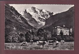 INTERLAKEN - Hotel Jungfraublick - Kühe - 1953
