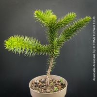 Araucaria Araucana - einfach nur zauberhafte Andentanne