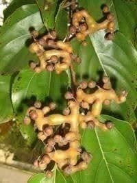 Piante & sementi: Hovenia dulcis "Raisinier de Chine"  10g – Nuovo (secondo la descrizione) da Bremblens venduto da FIBONACCI369 1
