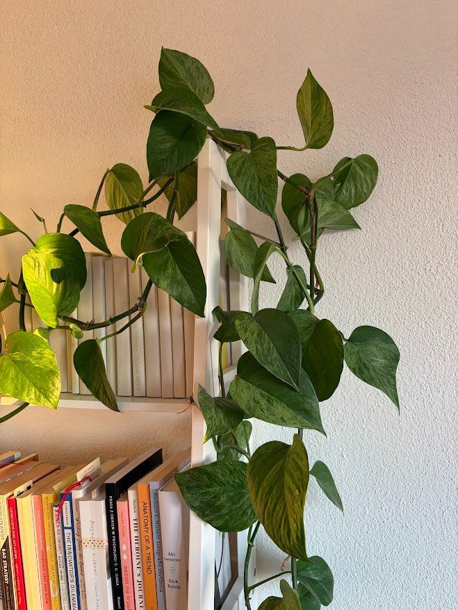 Piante & sementi: Pothos, sehr gesund 4m lang – Usato da Baar venduto da annasorbian 4