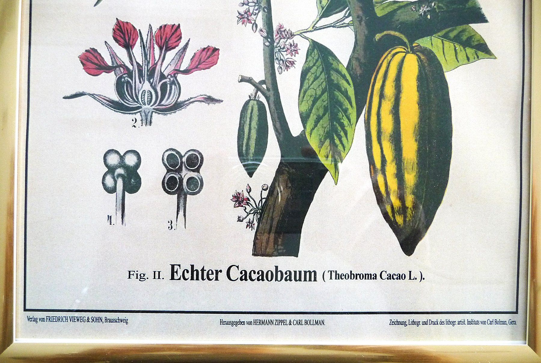 Grafica & Litografie: Botanische Wandtafel "Echter Cacaobaum" – Usato da Wädenswil venduto da angela116 1