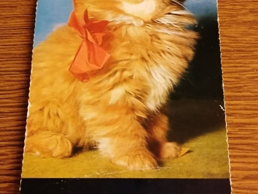 Calendari: Katzenkalender Jhg. 1965 – Usato da Geroldswil venduto da Dirici 2