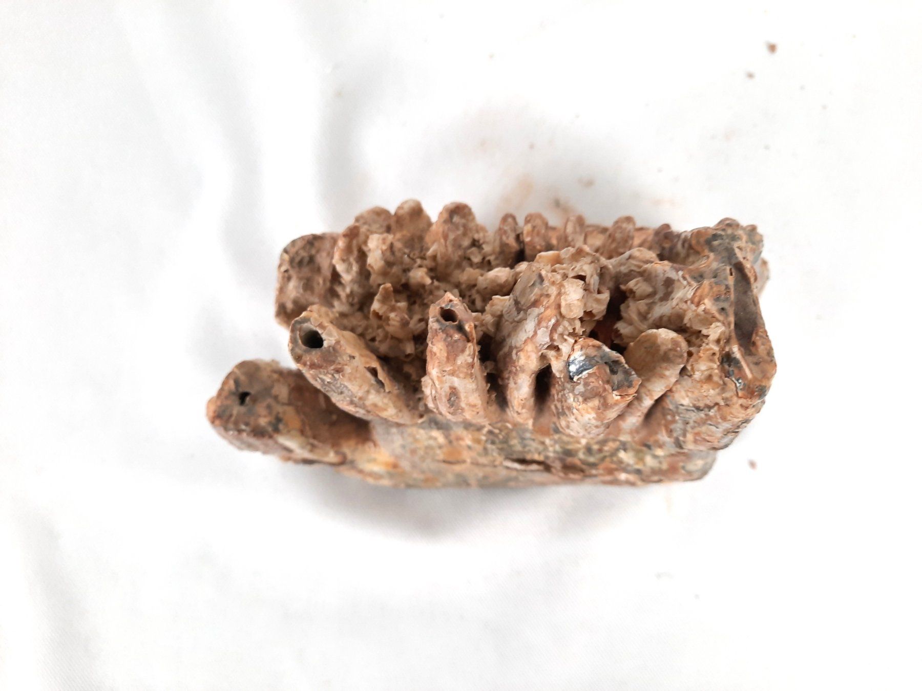 Fossili: Mammutzahn – Usato da Beinwil am See venduto da Restwert_Beinwil 3