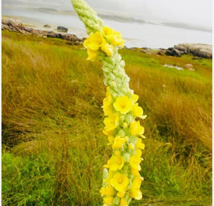 Pflanzen & Samen: 50 SAMEN Konigskerze VERBASCUM TAPSUS – Neu und originalverpackt aus Rovio von POSITIFFARTandPLANTS 2