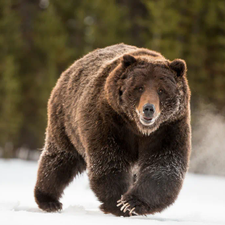 Profile image of Grizzly011