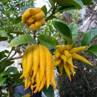 Citron Cédratier Main de Bouddha  20cm