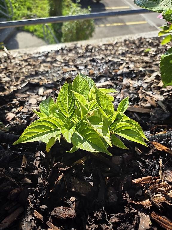 Plantes & graines: Hortensie – D'occasion à Jona par pau_g7rc 4