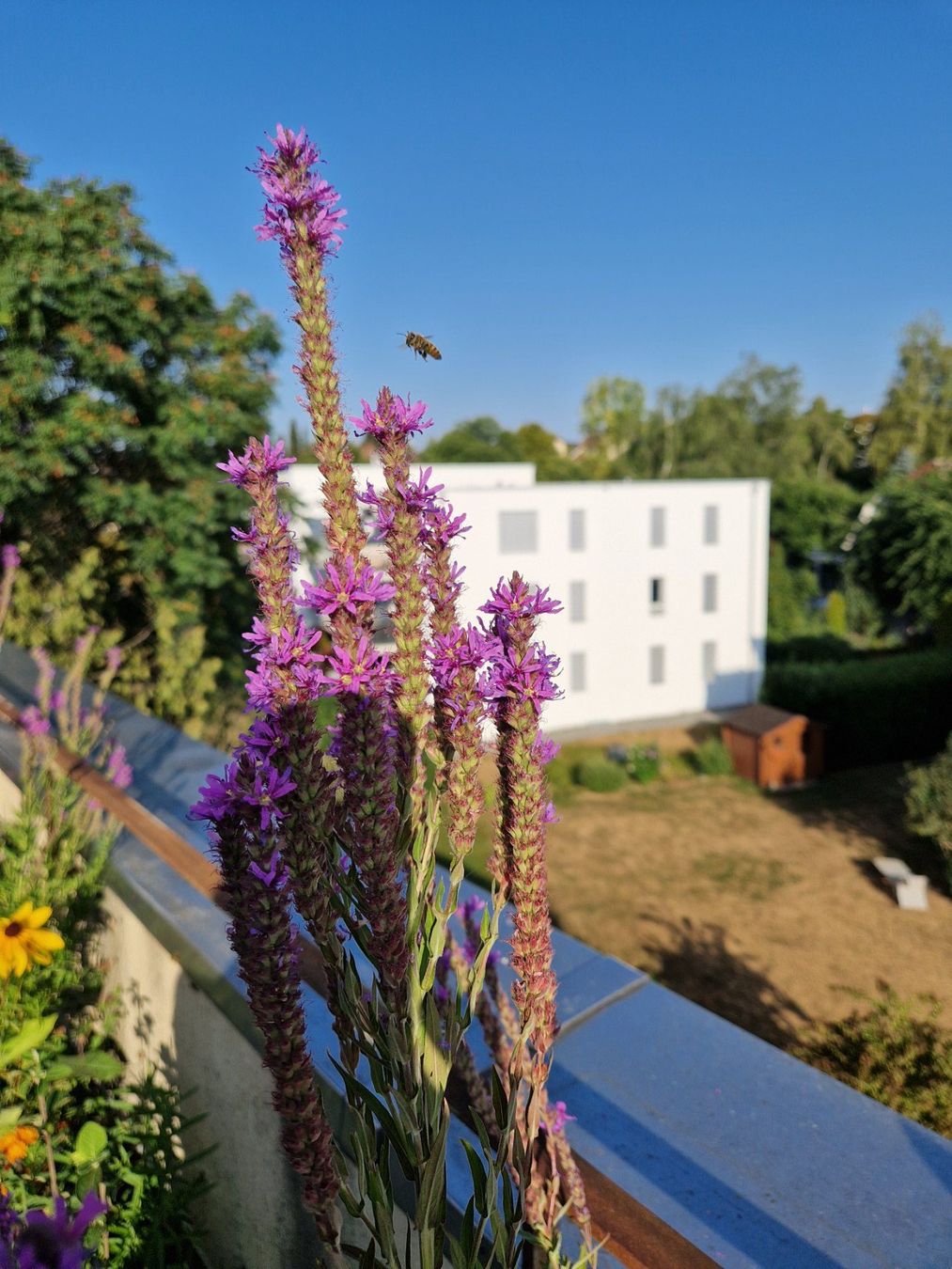 Piante & sementi: Balkon-/Gartenpflanze: Blutweiderich – Usato da Münchenbuchsee venduto da Aare22 6
