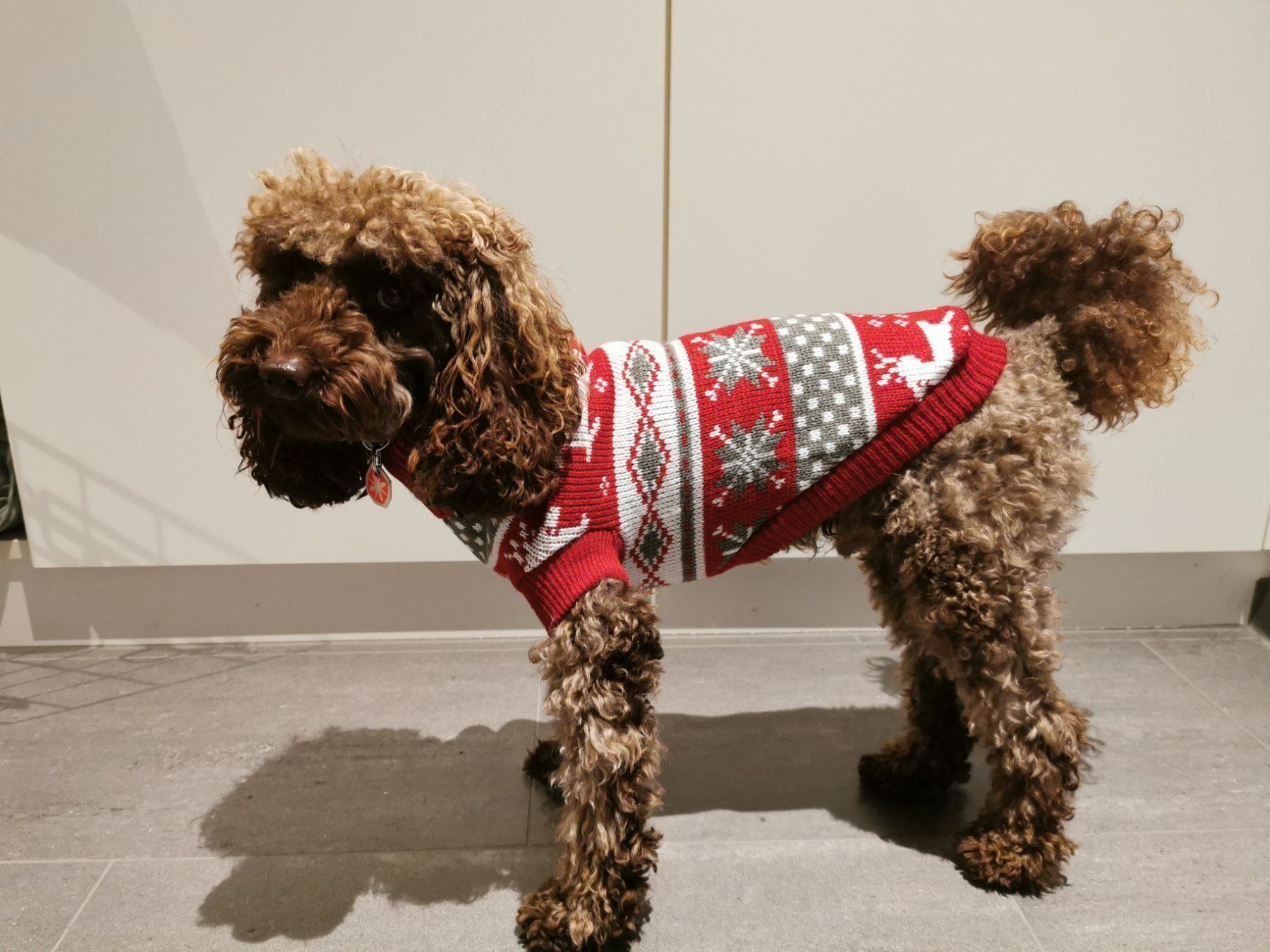Maglioni & Felpe: Hunde Pullover Weihnachten Grösse 30cm – Nuovo e nell'imballaggio originale da Beckenried venduto da NW_90 4