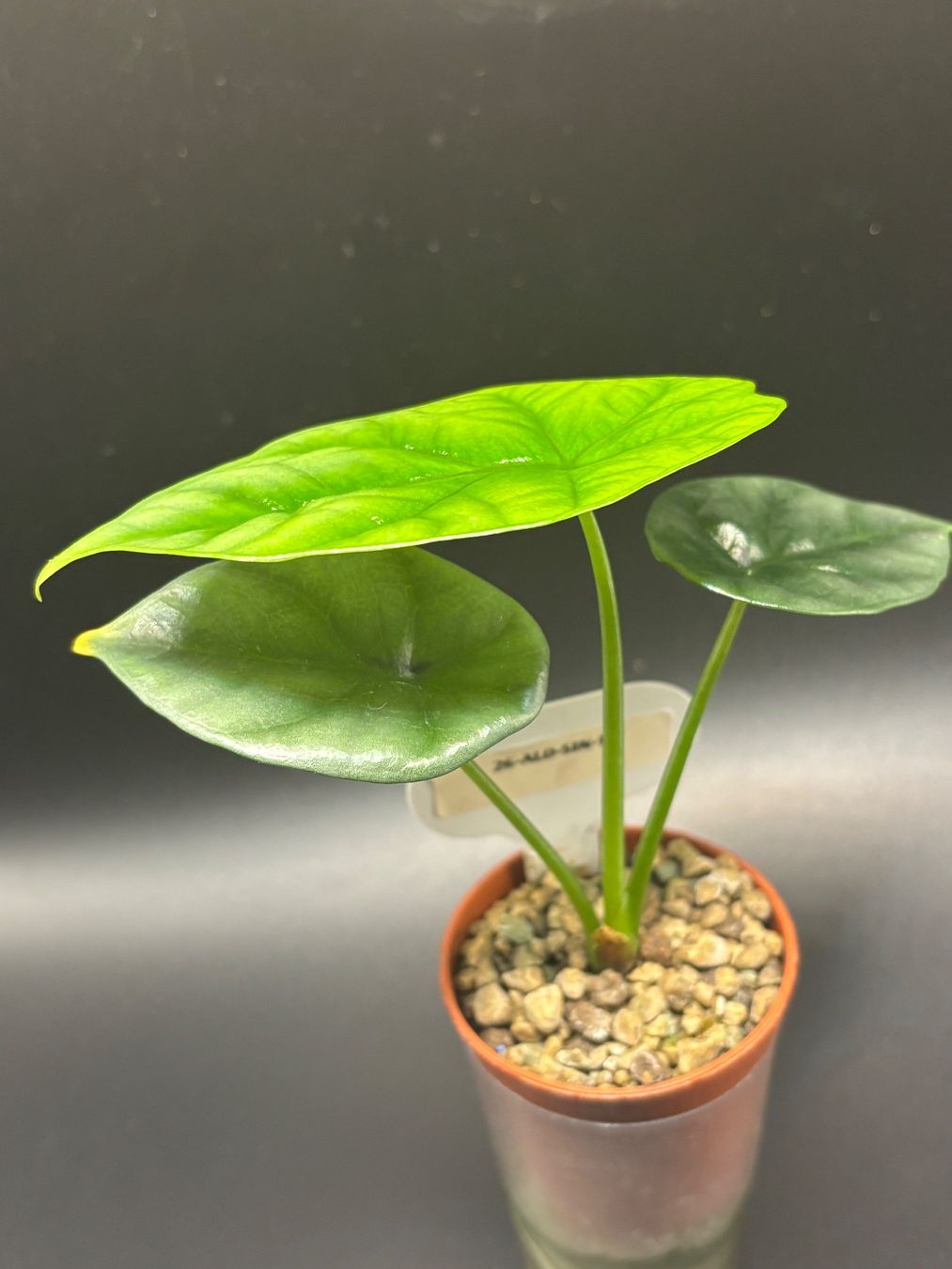 Piante & sementi: Alocasia Sinuata (1-3) – Nuovo e nell'imballaggio originale da Basel venduto da Pink_White 1