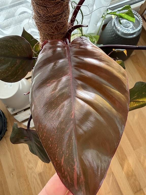 Pflanzen & Samen: Philodendron Orange Princess – Gebraucht aus Spiez von Lunelu