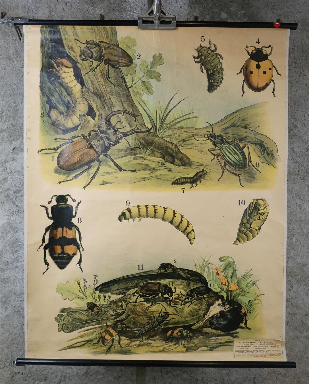 Posters & Illustrations: Schulwandbild "Käfer, Hirschkäfer" – D'occasion à Birrwil par brandschatz_birrwil 1