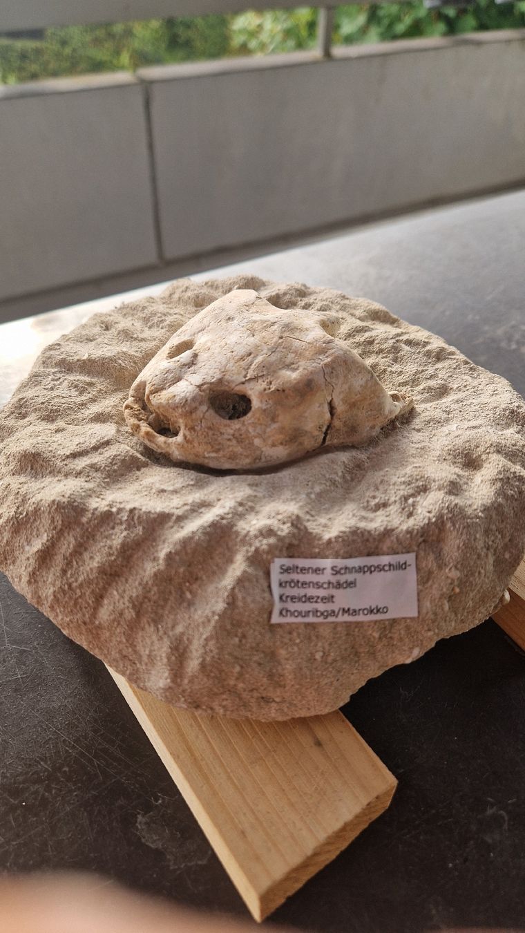 Fossilien: Fossiler Schnappschildkröte – Gebraucht aus Niederhasli von rehauge01 4