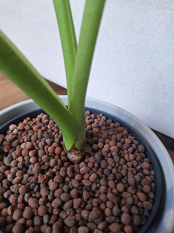 Pflanzen & Samen: Alocasia – Neu und originalverpackt aus Winterthur von fam_hx 1