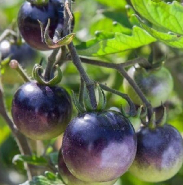 Pflanzen & Samen: 10 SAMEN Tomaten Précoce BIO BOSQUE BLUE – Neu und originalverpackt aus Rovio von POSITIFFARTandPLANTS 1