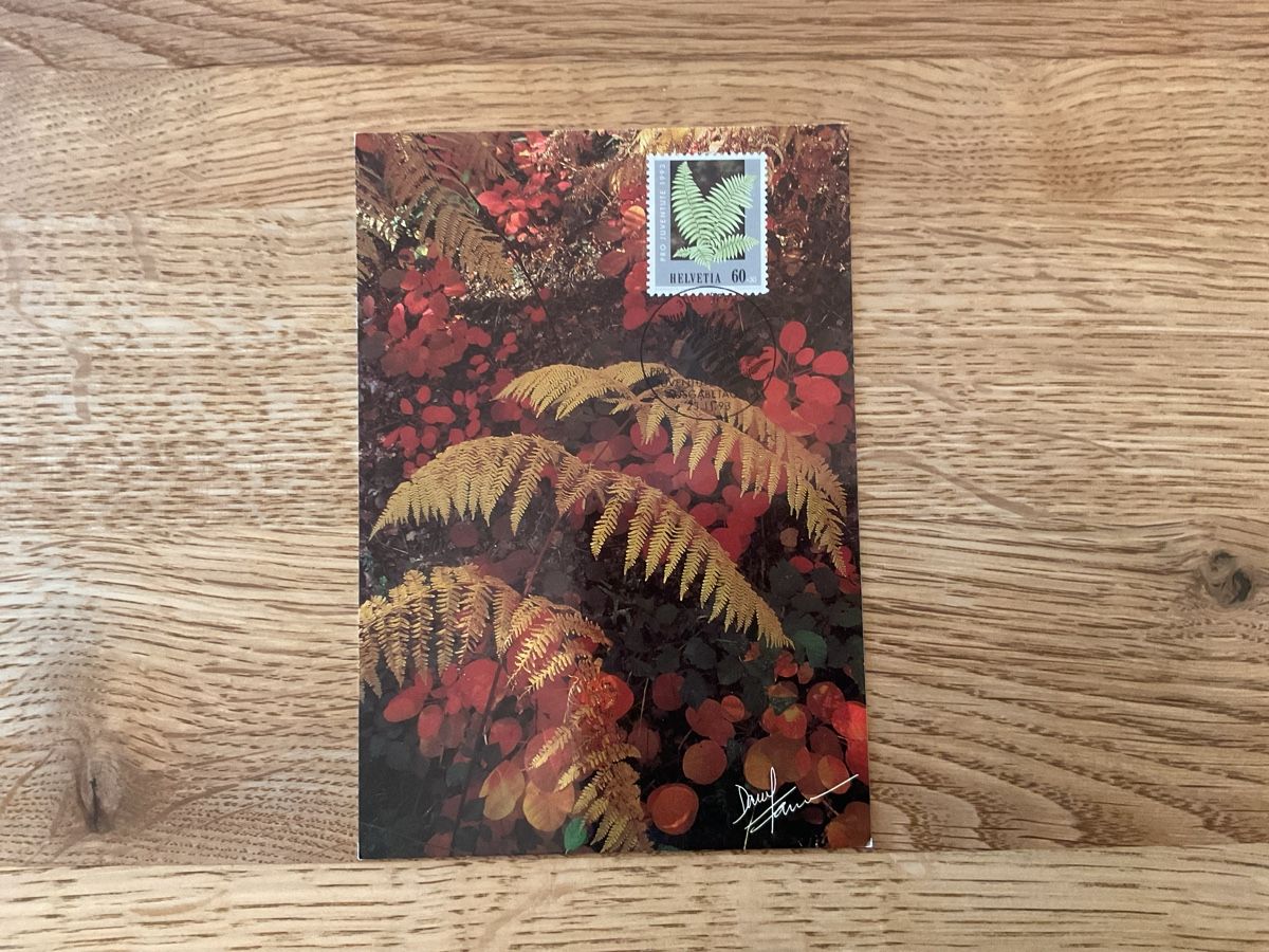 Cartoline: Maxi Karten – Usato da Cham venduto da Igugus