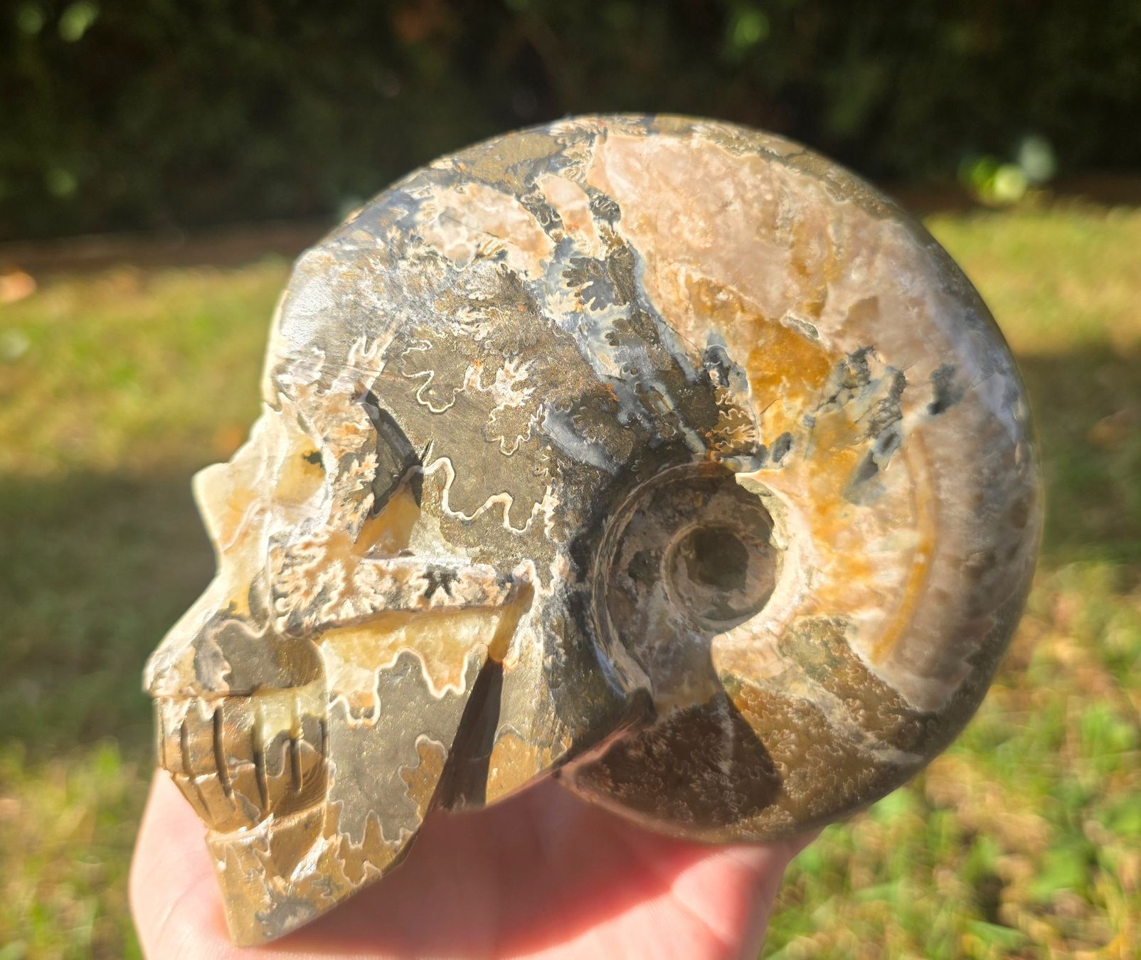 Fossilien: 🐚💀 Ammonit-Schädel Schnitzerei – Neu und originalverpackt aus Matzingen von Shay_Crystalz 1