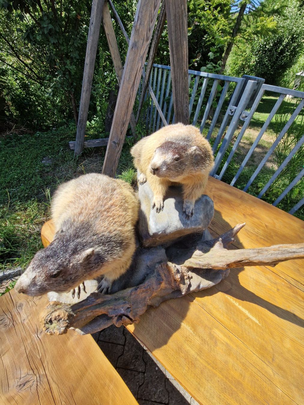 Il mondo degli animali: 2 murmeltiere – Usato da Wetzikon ZH venduto da Hella73 1
