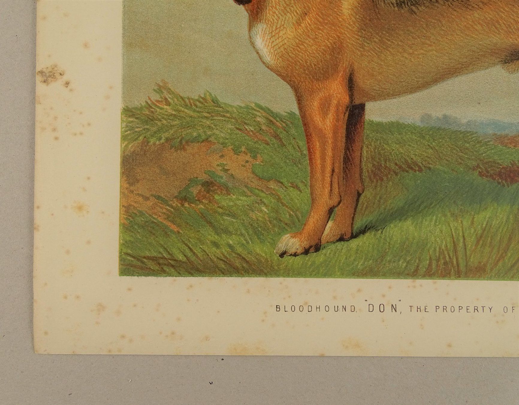 Incisioni: BLOODHOUND, BLUTHUND, FARBLITHOGRAPHIE 1881 – Usato da Grüningen venduto da Kartensammler 7