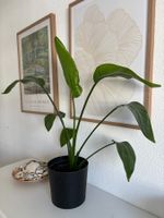 Wunderschöne Strelitzia 90cm – Gesund & Pflegeleicht