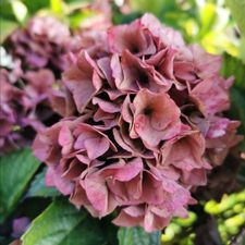 Profile image of paeonia411