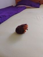 Herziger Igel zum aufstellen