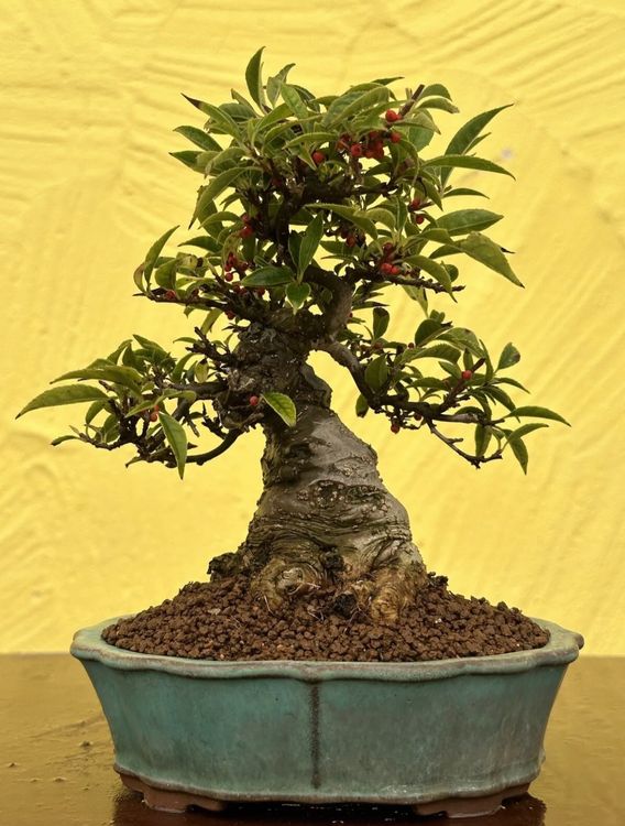 Shohin Bonsai Ilex Serrata Koshobai in Tokoname 29 Jahre alt Kaufen