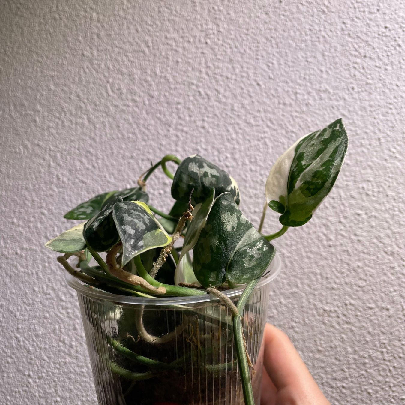 Piante & sementi: Scindapsus Mayari variegata – Usato da Suhr venduto da Planted.by.two 1