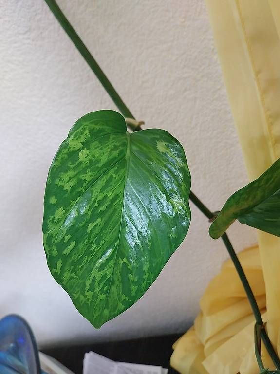 Pflanzen & Samen: Epipremnum pinnatum Marble Green – Gebraucht aus Schwaderloch von bademeister79 2