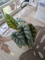 Alocasia silver dragon 