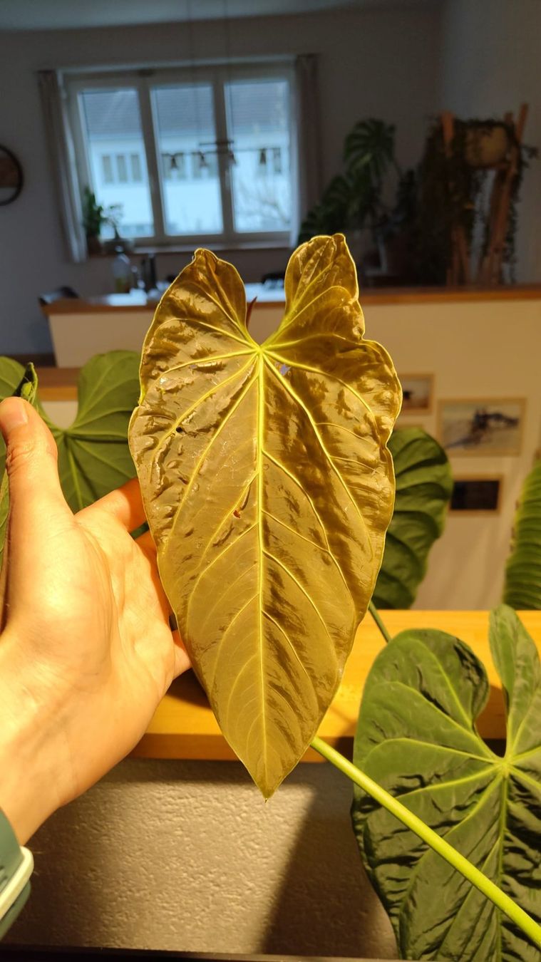 Piante & sementi: Anthurium metallicum – Usato da Hausen AG venduto da Pflaenzlioase 2