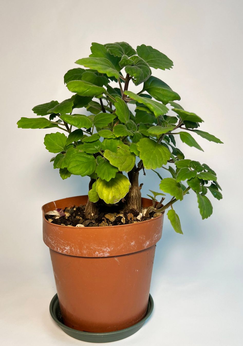 Piante & sementi: Plectranthus***** – Usato da Dübendorf venduto da Orchid18 2