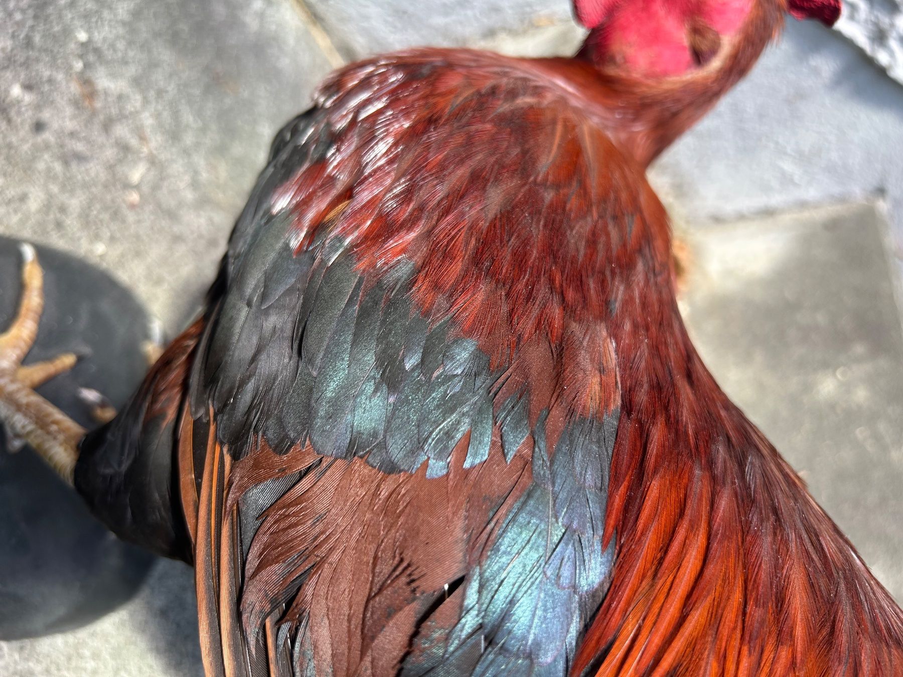 Il mondo degli animali: Zwerghahn – Usato da Buchs AG venduto da Sphenodus 2