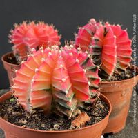 Gymnocalycium Baldianum Aurea Rubra Variegata - 1Blickfang