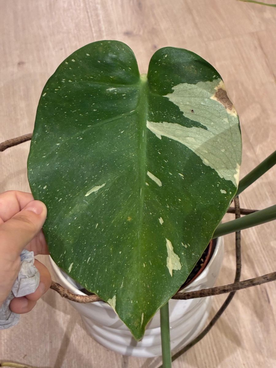 Pflanzen & Samen: Monstera Thai Constellation Pflanze panaschiert – Gebraucht aus Reinach BL von isa_cgz8 4
