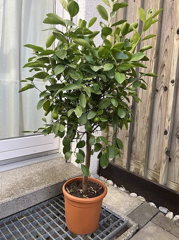 Piante & sementi: Zitrusbaum Calamondin – Usato da Chur venduto da imperoimperiale 1