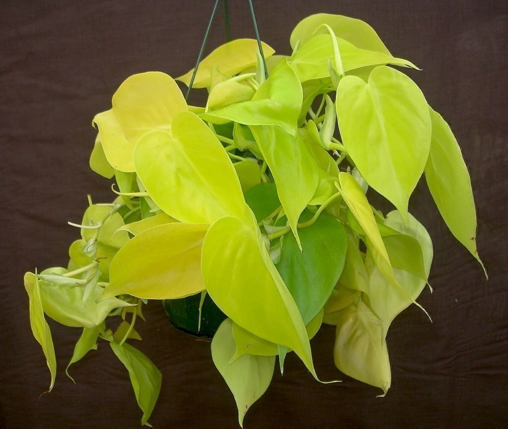 Piante & sementi: Philodendron hederaceum  Lemon Lime, Steckling – Nuovo (secondo la descrizione) da Winterthur venduto da Aniger 6