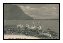 LES CYGNES DU LAC - 1910 "En famille"
